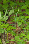 Eastern bottlebrush grass